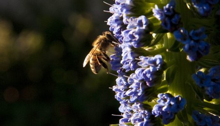primavera in giardino (11 di 14)
