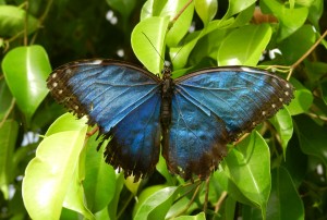 Morpho helenor