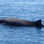 Avvistato per la prima volta in Sardegna un rarissimo esemplare di delfino