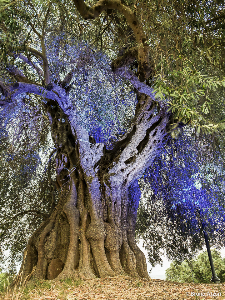Ulivo millenario di Siris, Piazza San Vincenzo. Albero Monumentale