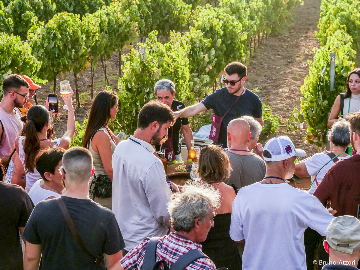DEGUSTAZIONE IN VIGNA – PANORAMICA
Una vigna trasformata per un giorno in luogo d'incontro: circa sessanta partecipanti riuniti tra i filari per una degustazione nel paesaggio del Barigadu.