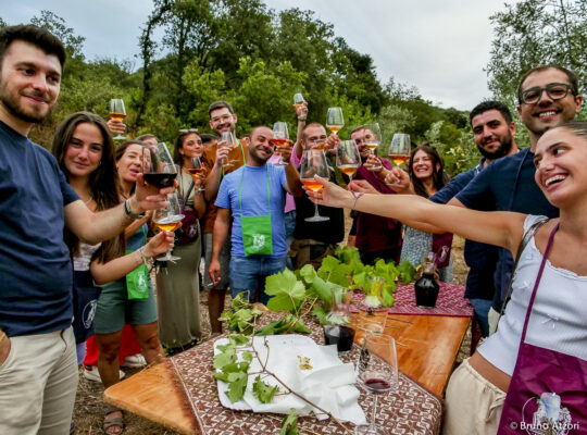 DEGUSTAZIONE IN VIGNA Ardauli, il vino incontra il suo paesaggio: circa cento partecipanti alla degustazione tra i filari, tappa conclusiva del percorso eno-archeologico dedicato ai “Lacos de Catzigare”.